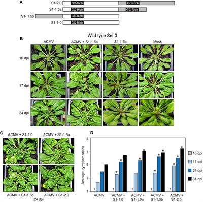 SEGS-1 a cassava genomic sequence increases the severity of African cassava mosaic virus infection in Arabidopsis thaliana